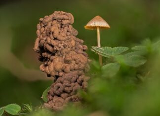 Czy od słodyczy można dostać robaków? Czy od słodyczy można dostać robaków?