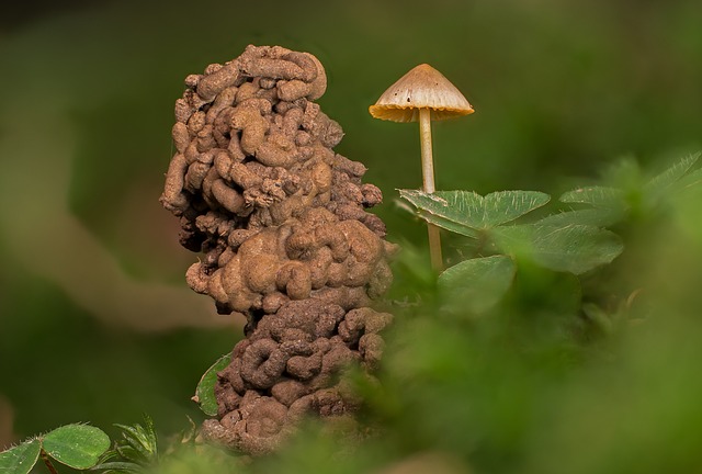 Czy od słodyczy można dostać robaków? Czy od słodyczy można dostać robaków?