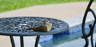 Ile w basenie jest moczu?