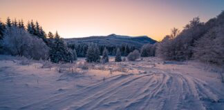 Jakie są opony w wózku widłowym?
