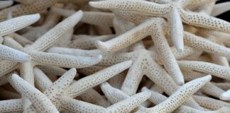 Jak umyć kolektor pokarmu?