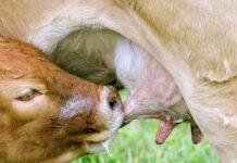 Czy dziecko może spać ze smoczkiem? Czy dziecko może spać ze smoczkiem?