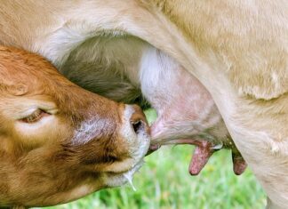 Czy dziecko może spać ze smoczkiem?