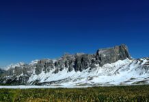 Czy można sypać nawóz na świeżo Posianą trawę?