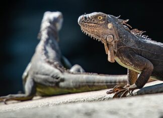 Co się stało z dinozaurami? Co się stało z dinozaurami?