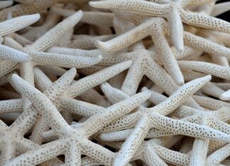 Czy kolektor działa jak laktator? Czy kolektor działa jak laktator?