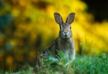 Czemu bolą uszy od kolczyków? Czemu bolą uszy od kolczyków?