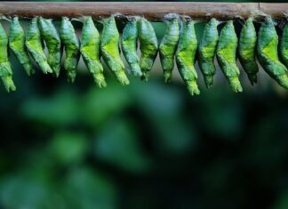 Ile materiału na kokon? Ile materiału na kokon?