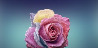 Czym się rożni LEGO od Lego Duplo?