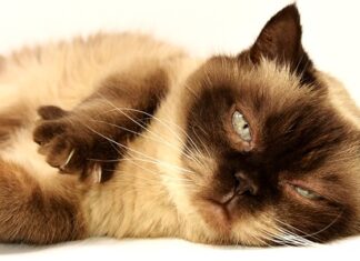 Jak uczesać krótkie włosy na komunię? Jak uczesać krótkie włosy na komunię?